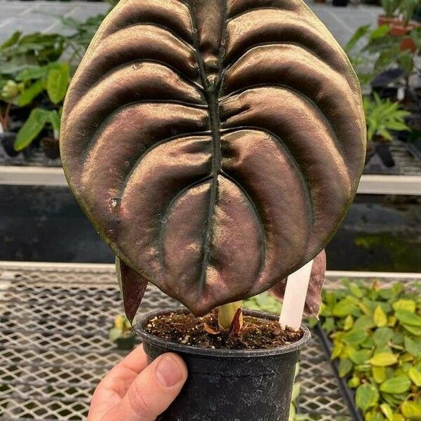 Alocasia cuprea Blatt