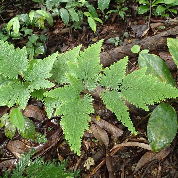 Selaginella vogelii عادت