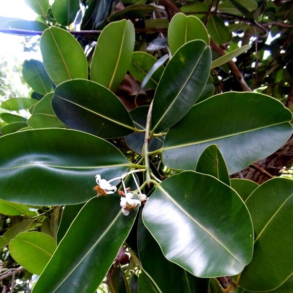 Ficus elastica Leaf