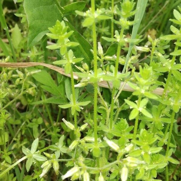 Cruciata pedemontana Blad