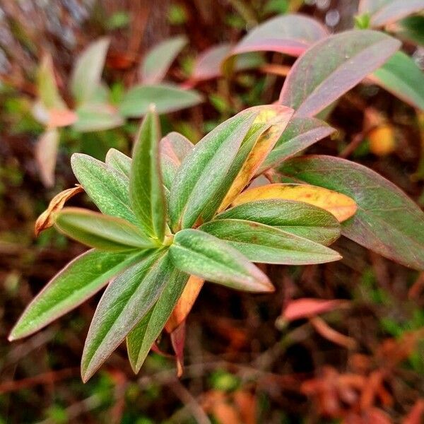 Hypericum patulum Folla