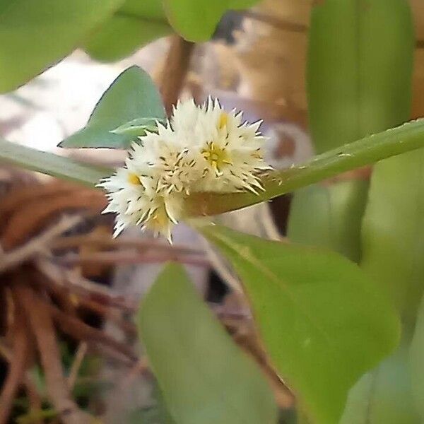 Alternanthera sessilis फूल