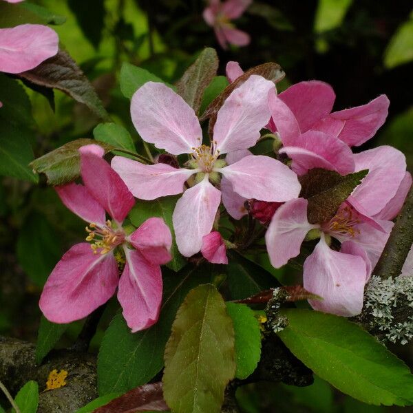 Malus × floribunda Kukka