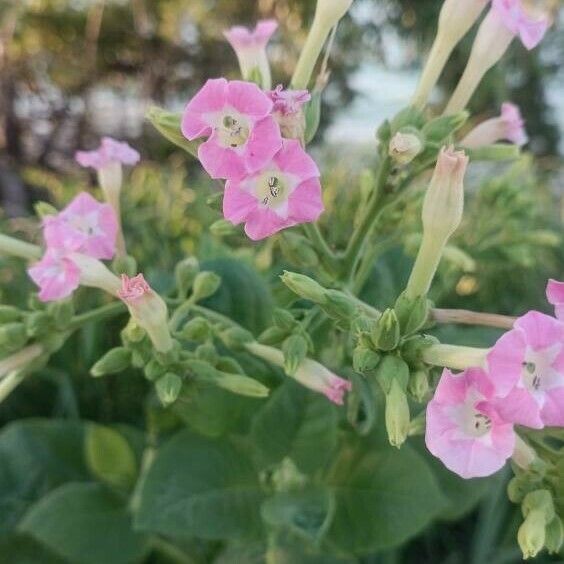 Nicotiana tabacum Квітка