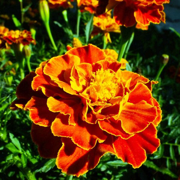 Tagetes patula Flor