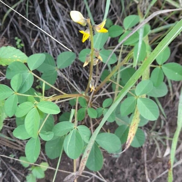 Crotalaria pallida Хабит