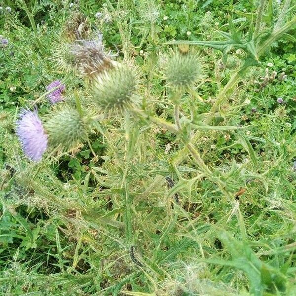 Cirsium vulgare Leaf