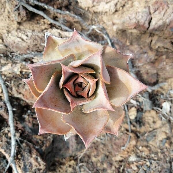 Aeonium valverdense Leaf