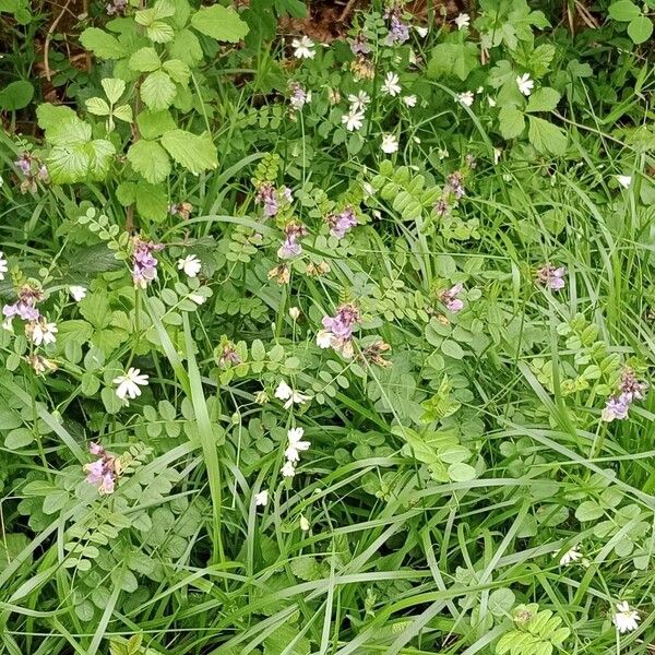 Vicia sepium 花