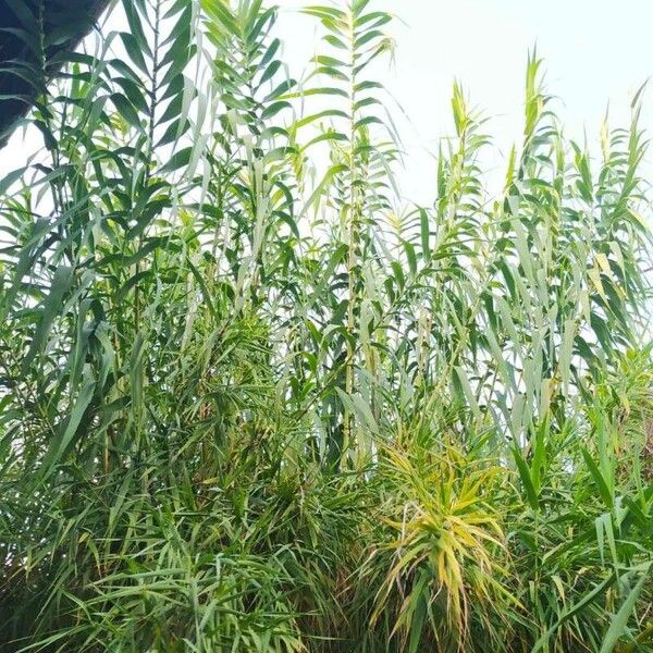 Arundo donax ᱥᱟᱠᱟᱢ