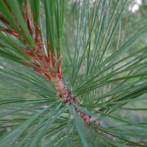 Pinus monticola Leaf