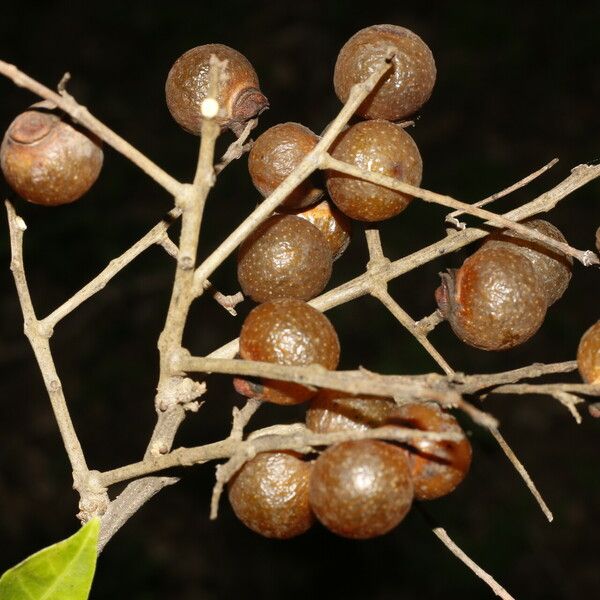 Sapindus saponaria Fruit