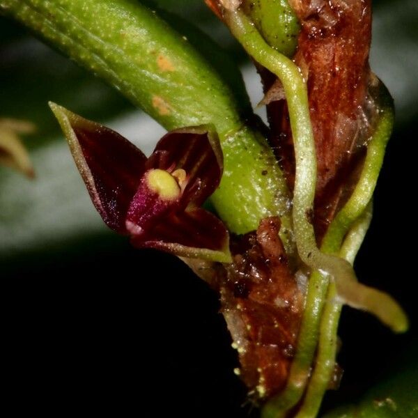 Bulbophyllum betchei 果實