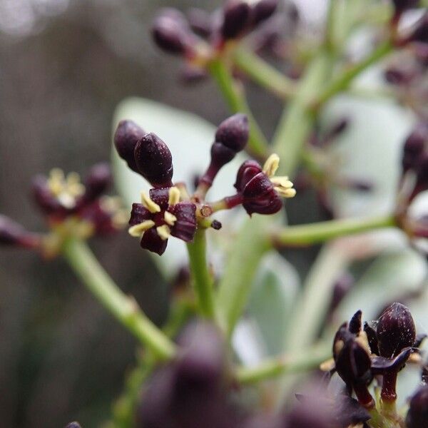 Polyscias dioica Bloem