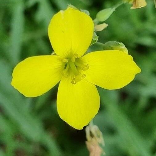 Diplotaxis tenuifolia Λουλούδι