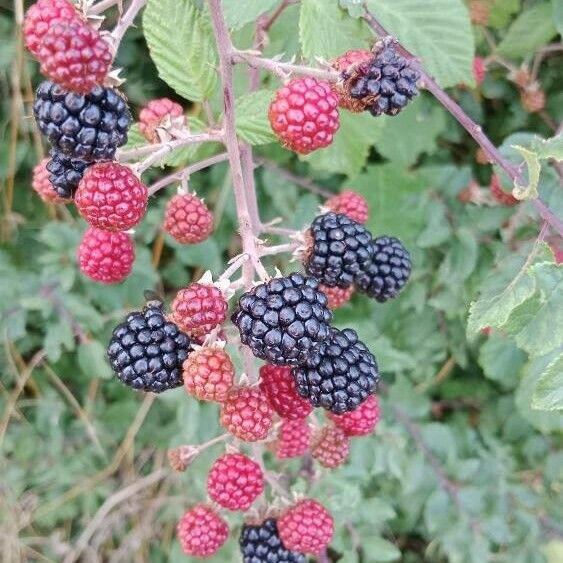 Rubus ulmifolius Frucht