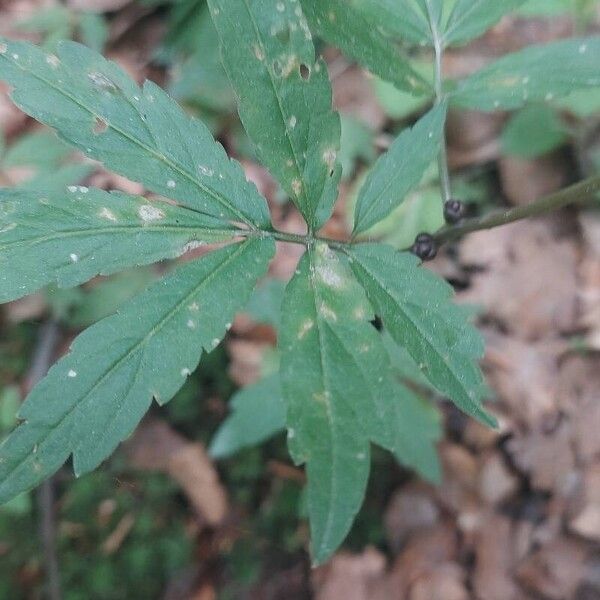 Cardamine bulbifera Folla