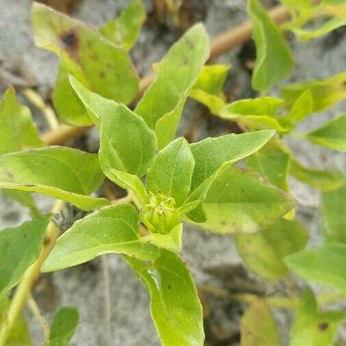 Helianthus debilis Folha