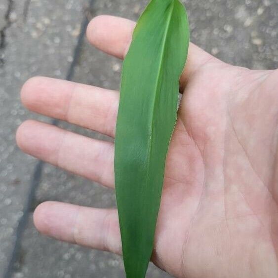 Allium ursinum Blad