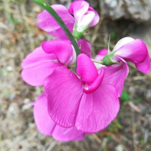 Lathyrus odoratus Çiçek