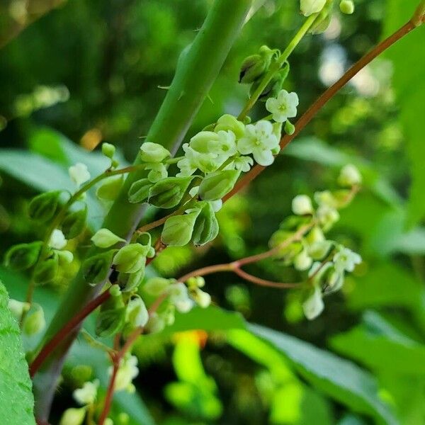 Fallopia dumetorum പുഷ്പം