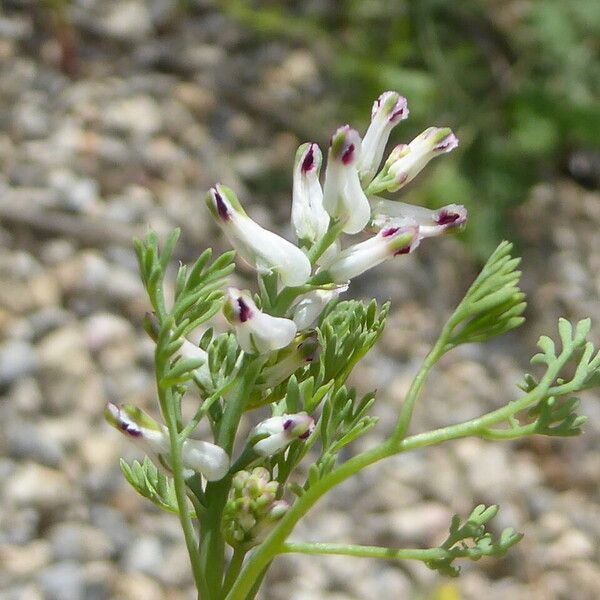 Fumaria parviflora Λουλούδι