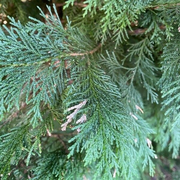 Chamaecyparis lawsoniana Leaf