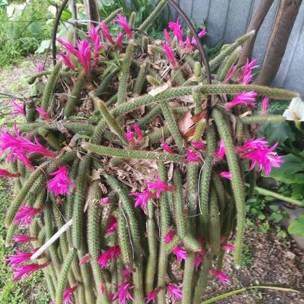 Aporocactus flagelliformis Kvet