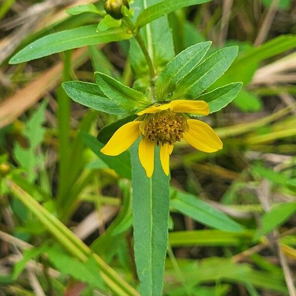 Bidens cernua Листок