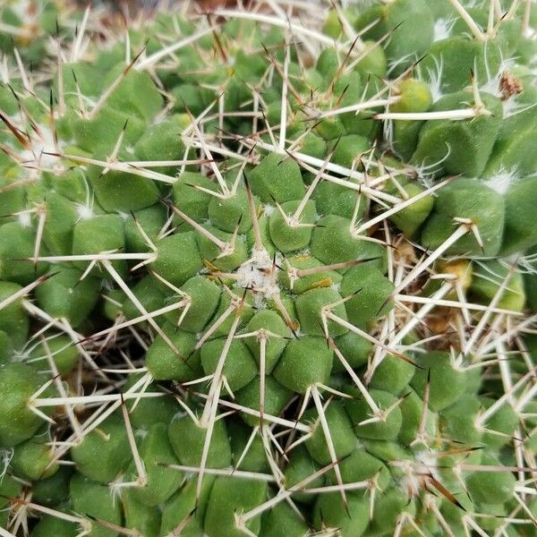 Mammillaria compressa Φύλλο