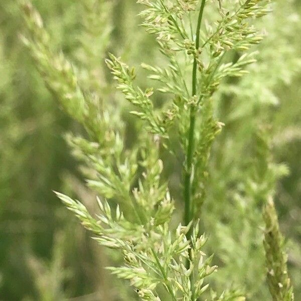 Agrostis stolonifera Fruit