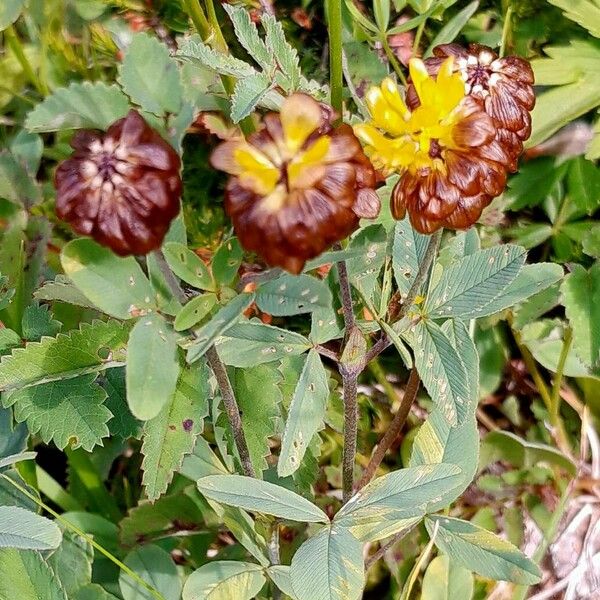 Trifolium badium Froito