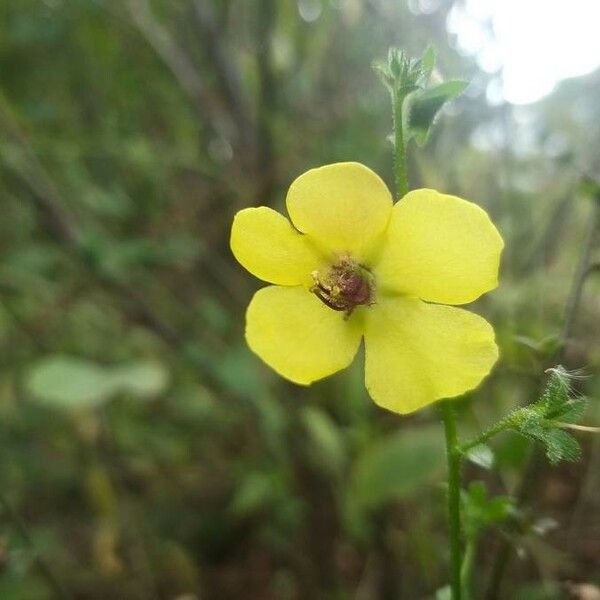 Verbascum blattaria Kwiat