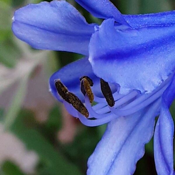 Agapanthus praecox फूल