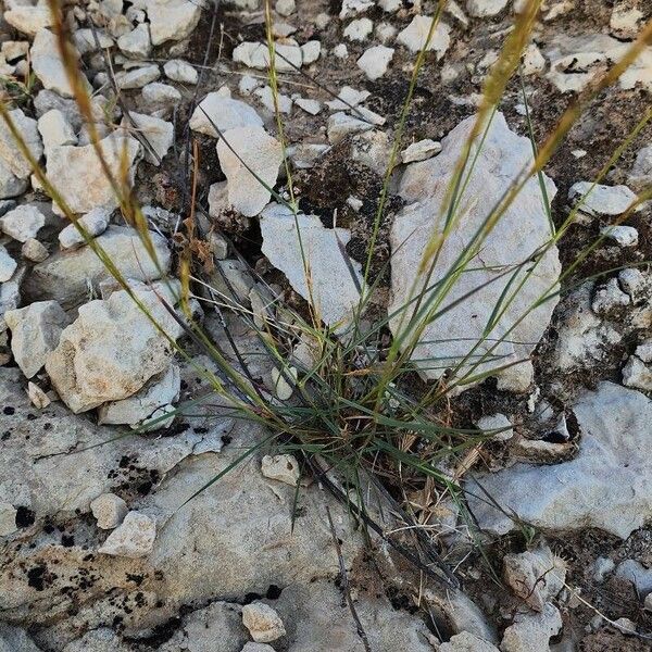 Aristida adscensionis Habitus