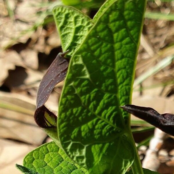 Aristolochia rotunda Yaprak