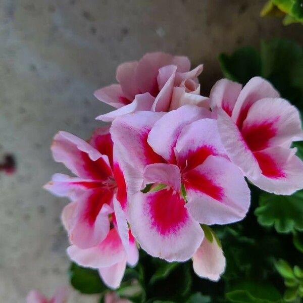 Pelargonium × hybridum फूल