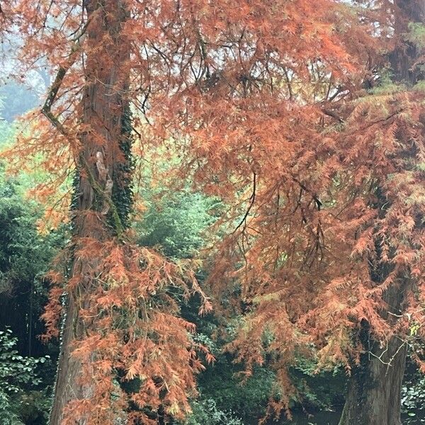 Taxodium distichum 葉