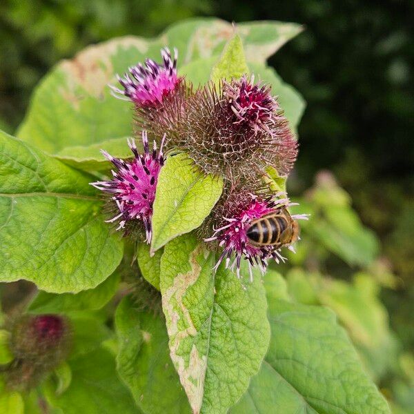 Arctium nemorosum 花