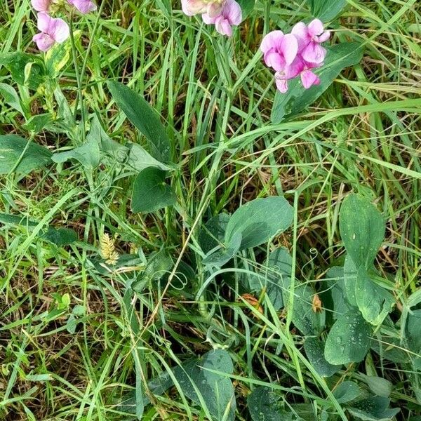 Lathyrus latifolius Агульны выгляд