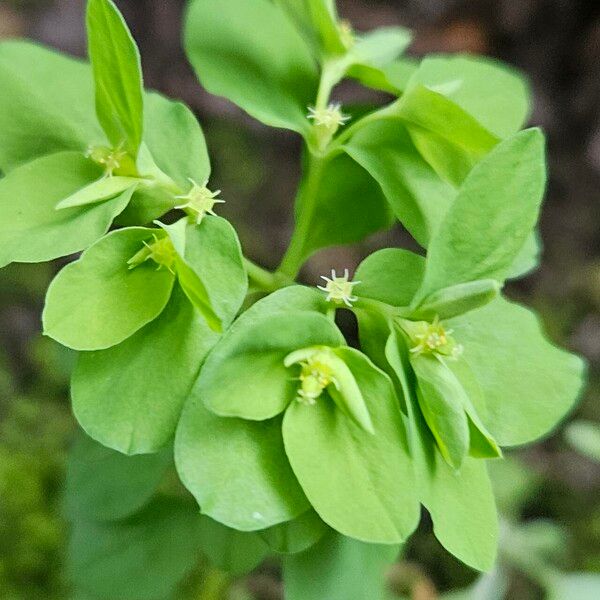 Euphorbia peplus 花