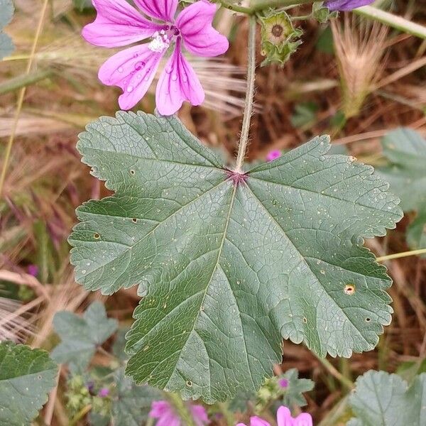 Malva sylvestris Lehti