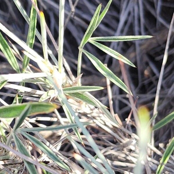 Ebenus stellata Blad