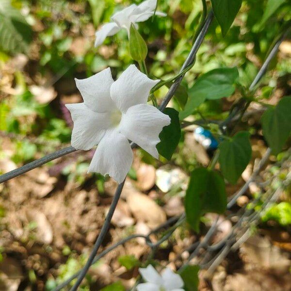 Thunbergia fragrans Цветок