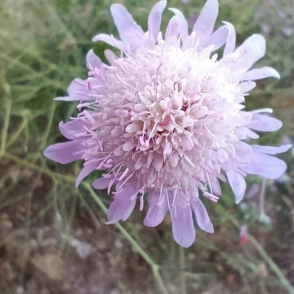 Knautia integrifolia Flor