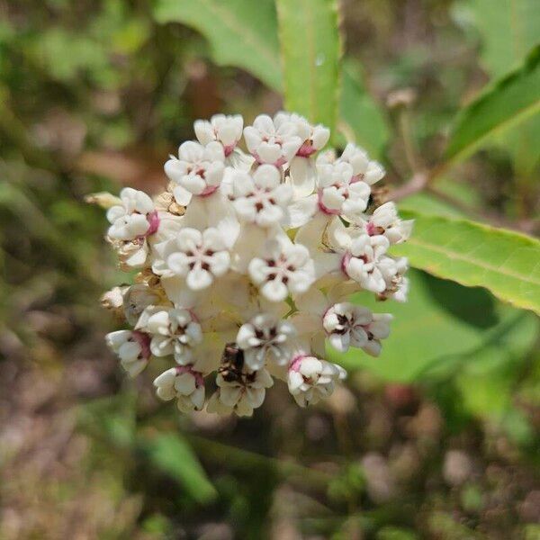 Asclepias variegata Flower