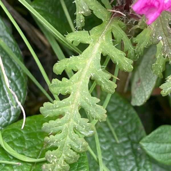 Pedicularis verticillata Folha