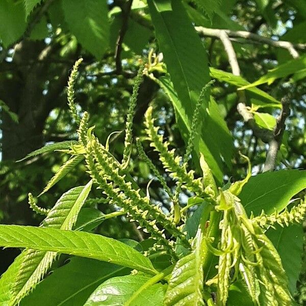 Castanea dentata 花