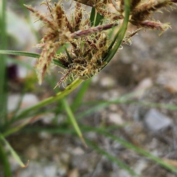 Cyperus rotundus Blüte