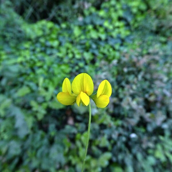 Lotus ornithopodioides Floare